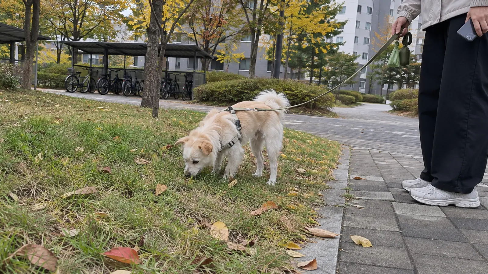 단풍이 든 아파트 단지 산책로 옆 잔디밭에서 크림색 소형 믹스견이 냄새를 맡고, 배변 봉투를 손목에 건 보호자가 휴대폰을 들고 서 있는 모습