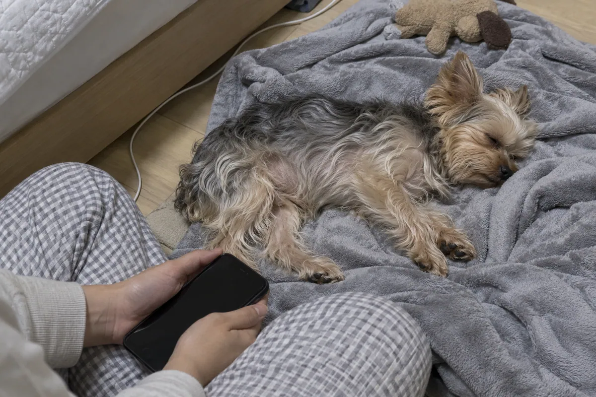 안방 바닥 담요 위에 옆으로 누워 잠든 나이 든 요크셔테리어와 그 옆에서 화면이 꺼진 휴대폰을 들고 지켜보는 보호자의 손