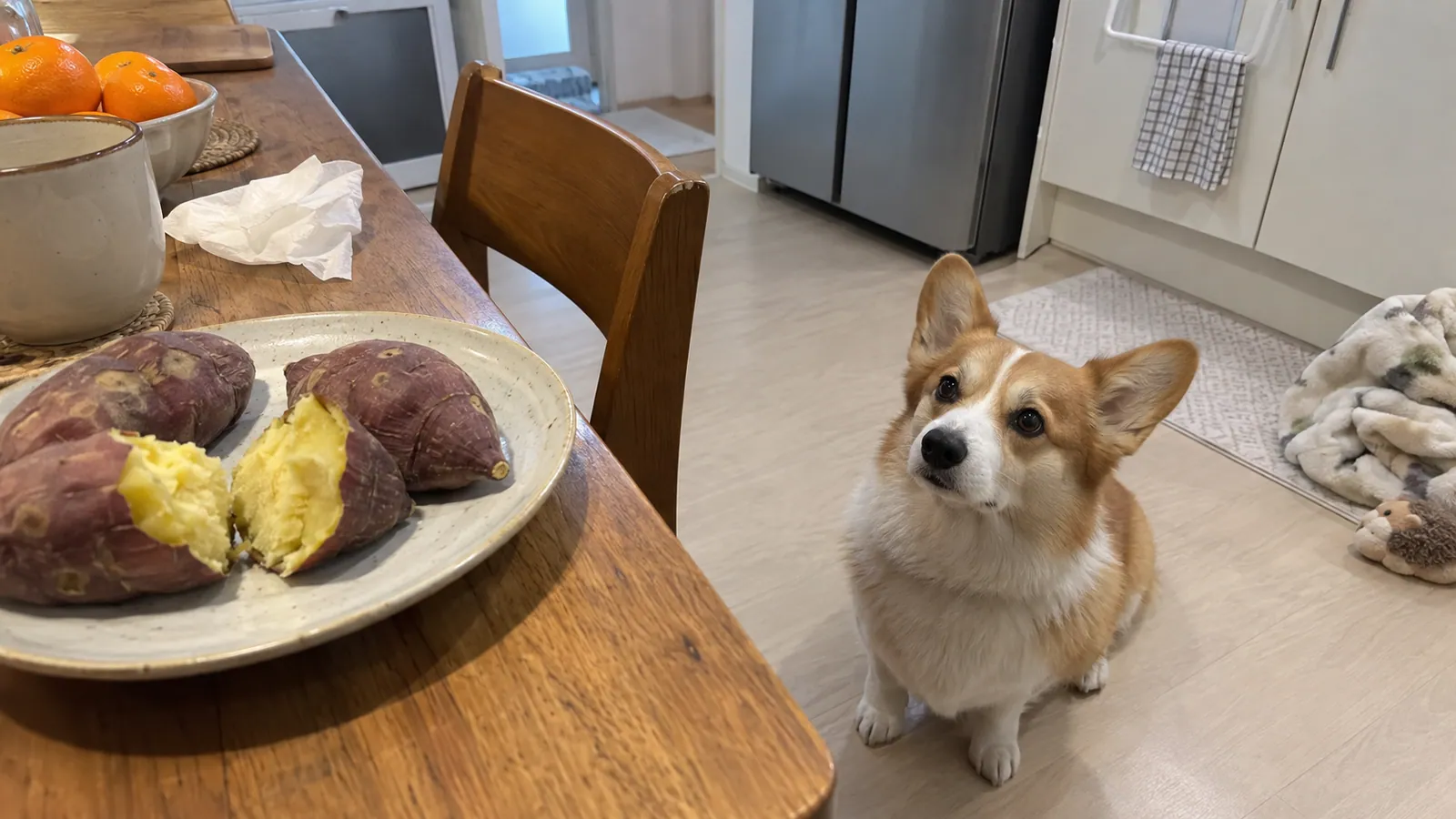 주방 식탁 위 접시에 찐 고구마가 놓여 있고 바닥에 앉은 웰시코기가 식탁 쪽을 올려다보는 모습