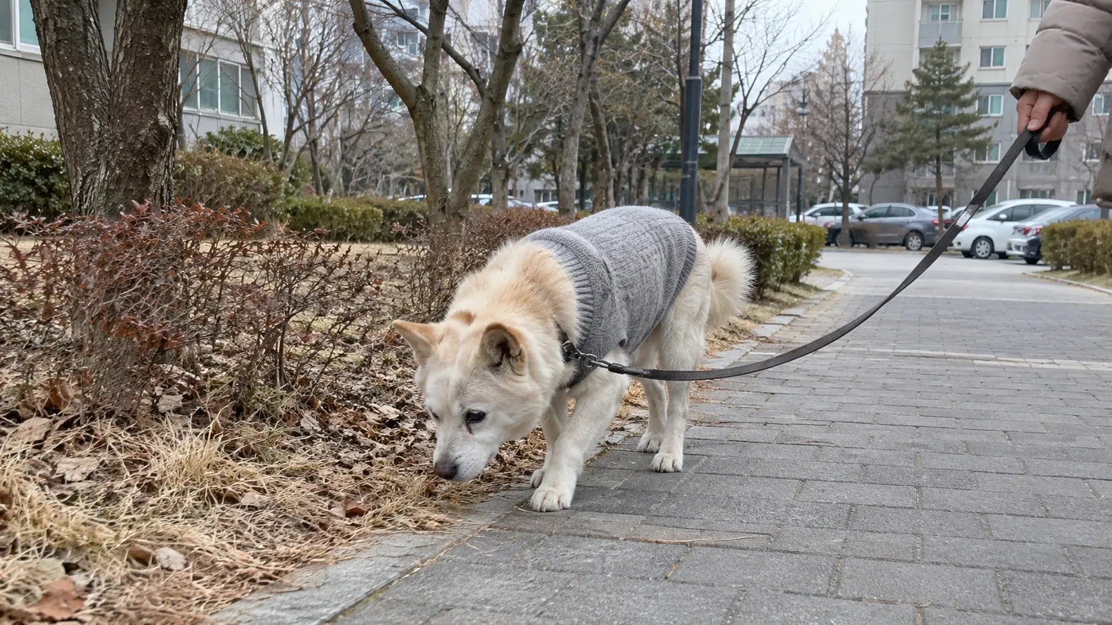 흐린 겨울 낮 아파트 단지 보도에서 회색 니트 옷을 입은 나이 든 진돗개 믹스가 화단 냄새를 맡으며 걷고, 보호자가 리드줄을 잡고 있는 모습